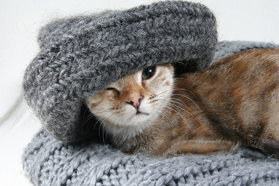 帽子猫