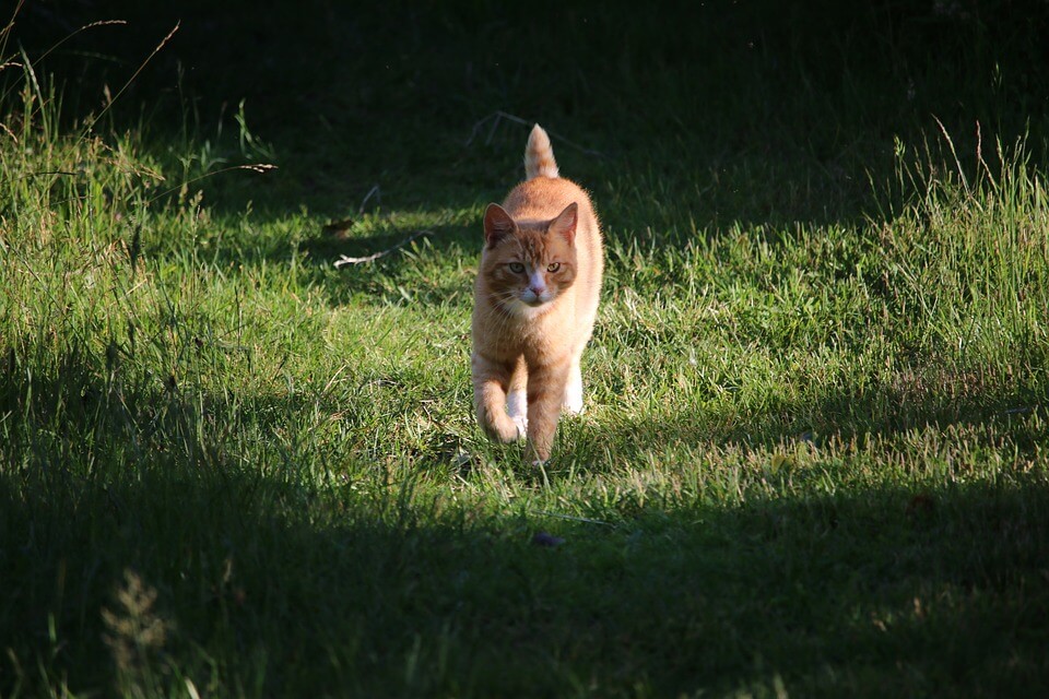 草原の猫