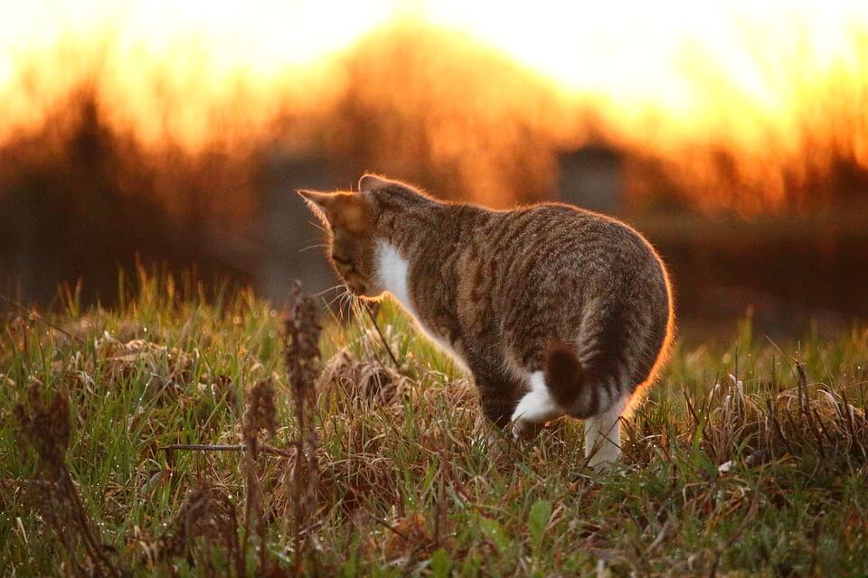 夕日の猫