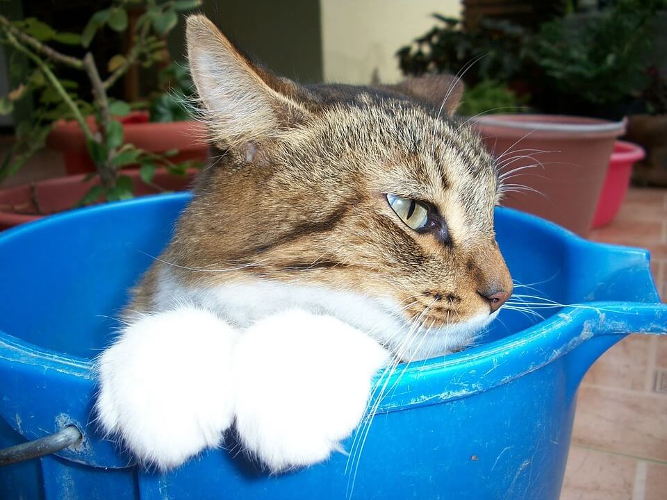 猫の水浴び