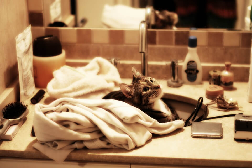 洗面所猫