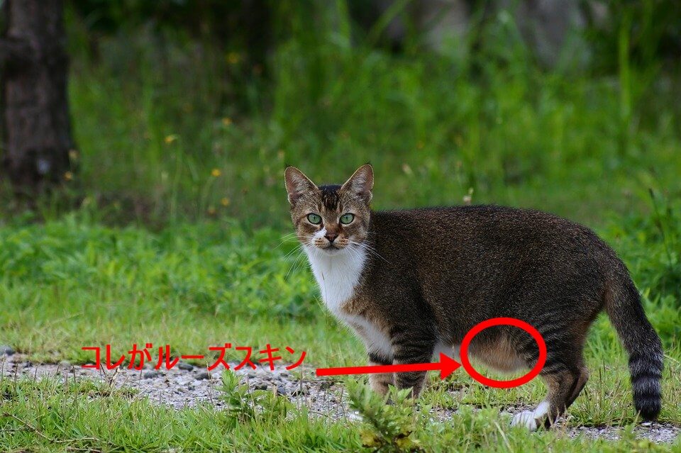 草原猫